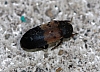 dermestid beetle dermestes lardarius.jpg